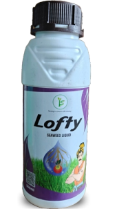 Lofty