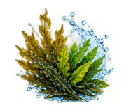 Seaweed & Enzymes