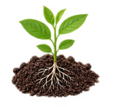 Humic & Soil Health